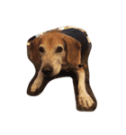 I love my dog  Jack（個別スタンプ：6）