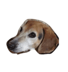 I love my dog  Jack（個別スタンプ：7）