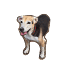 I love my dog  Jack（個別スタンプ：8）