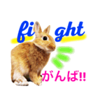 ラビット まる。スタンプ2（個別スタンプ：5）