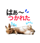 ラビット まる。スタンプ2（個別スタンプ：9）