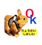 ラビット まる。スタンプ2（個別スタンプ：11）