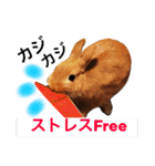 ラビット まる。スタンプ2（個別スタンプ：13）