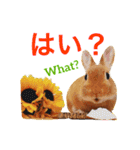 ラビット まる。スタンプ2（個別スタンプ：16）