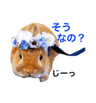ラビット まる。スタンプ2（個別スタンプ：23）