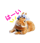 ラビット まる。スタンプ2（個別スタンプ：24）