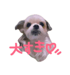 シーズー犬。ランちゃま（個別スタンプ：1）