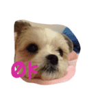 シーズー犬。ランちゃま（個別スタンプ：2）