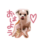 シーズー犬。ランちゃま（個別スタンプ：3）