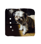 シーズー犬。ランちゃま（個別スタンプ：4）