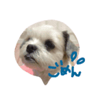 シーズー犬。ランちゃま（個別スタンプ：5）