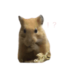 シーズー犬。ランちゃま（個別スタンプ：6）