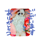 シーズー犬。ランちゃま（個別スタンプ：7）