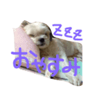 シーズー犬。ランちゃま（個別スタンプ：8）