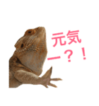 フトアゴのレーズン 2（個別スタンプ：1）