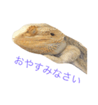 フトアゴのレーズン 2（個別スタンプ：3）