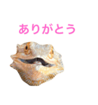 フトアゴのレーズン 2（個別スタンプ：6）