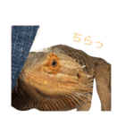 フトアゴのレーズン 2（個別スタンプ：9）