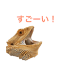 フトアゴのレーズン 2（個別スタンプ：11）