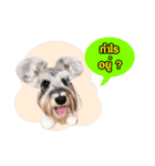 Meetang Mini Schnauzer（個別スタンプ：1）