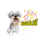 Meetang Mini Schnauzer（個別スタンプ：2）