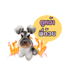 Meetang Mini Schnauzer（個別スタンプ：3）
