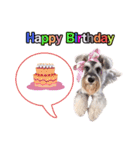 Meetang Mini Schnauzer（個別スタンプ：4）