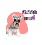 Meetang Mini Schnauzer（個別スタンプ：5）