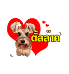 Meetang Mini Schnauzer（個別スタンプ：6）