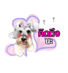 Meetang Mini Schnauzer（個別スタンプ：7）