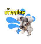 Meetang Mini Schnauzer（個別スタンプ：8）