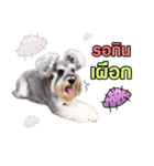 Meetang Mini Schnauzer（個別スタンプ：9）