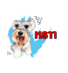 Meetang Mini Schnauzer（個別スタンプ：11）