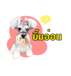 Meetang Mini Schnauzer（個別スタンプ：12）