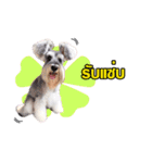 Meetang Mini Schnauzer（個別スタンプ：13）