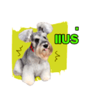 Meetang Mini Schnauzer（個別スタンプ：16）