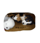 pretty dogs and cats（個別スタンプ：6）