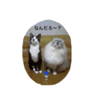 pretty dogs and cats（個別スタンプ：15）