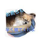 チワワの小春ちゃん 1（個別スタンプ：5）