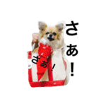 チワワの小春ちゃん 1（個別スタンプ：12）