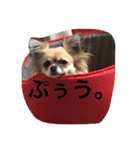 チワワの小春ちゃん 1（個別スタンプ：13）