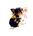 チワワのりあんとミラ（個別スタンプ：1）