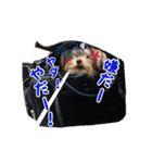 チワワのりあんとミラ（個別スタンプ：9）
