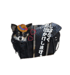 チワワのりあんとミラ（個別スタンプ：10）