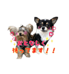 チワワのりあんとミラ（個別スタンプ：12）