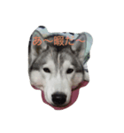 husky72（個別スタンプ：1）