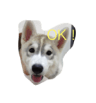 husky72（個別スタンプ：3）