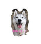 husky72（個別スタンプ：4）