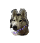husky72（個別スタンプ：5）