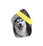 husky72（個別スタンプ：6）